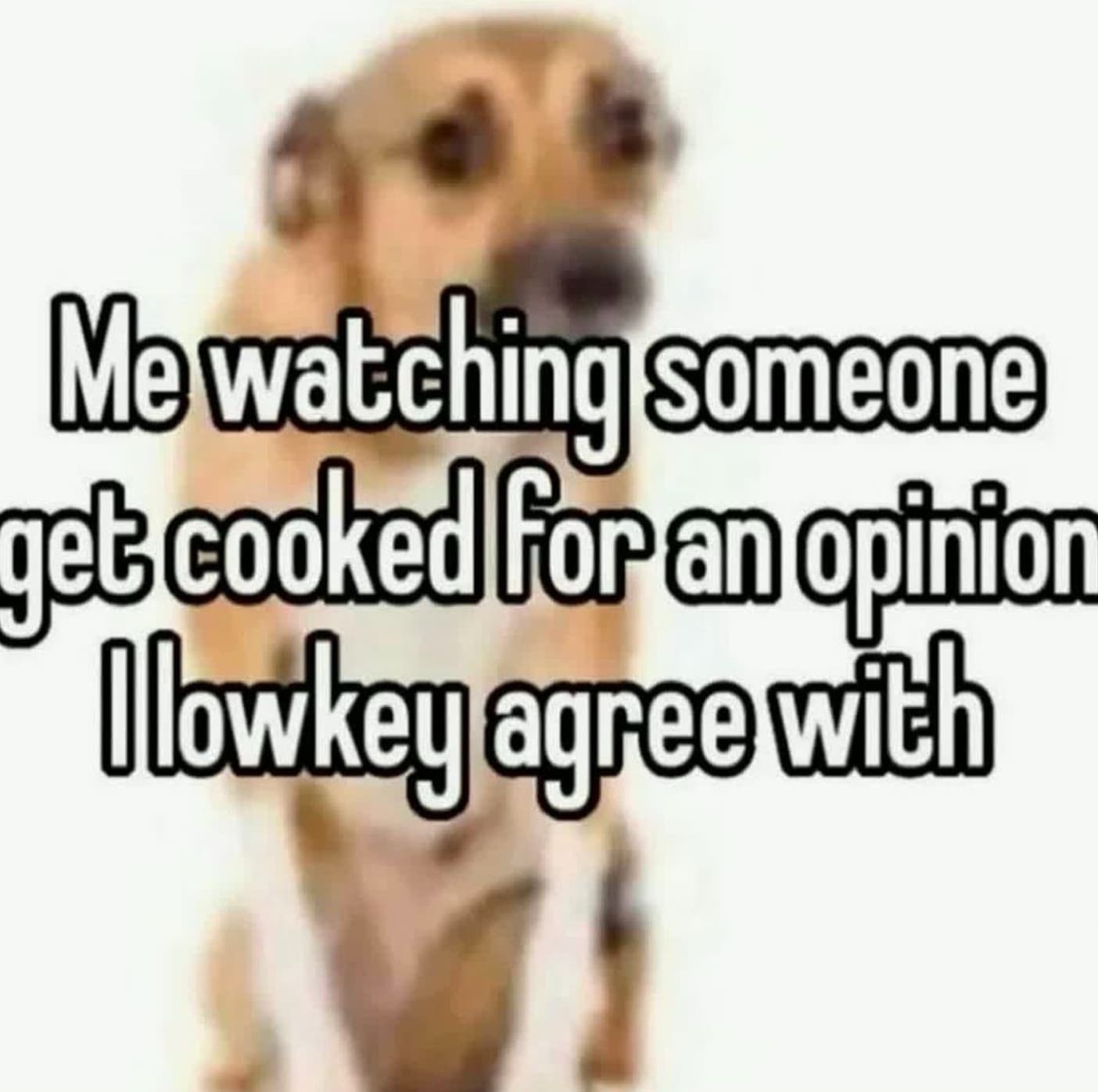 companion dog - Me watching someone get cooked for an opinion Ilowkey agree with